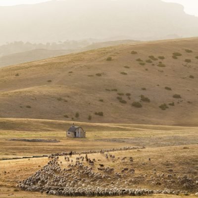 OVEJAS SEGUREÑAS LLEGANDO AL REFUGIO DE MONTERILLA
CAMPOS DE HERNÁN PEREA 
VIAJE PRENSA INTEROVIC - JUNIO 2026